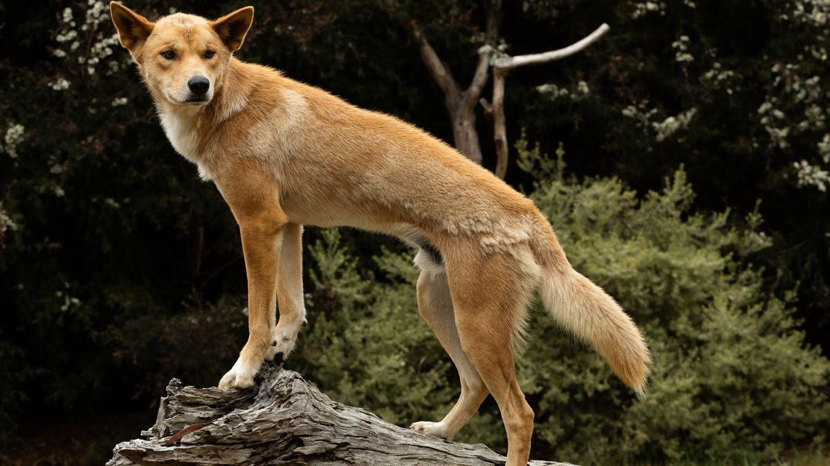 Austrálie varuje před útoky divokých psů. Dvě turistky si s nimi přesto fotily selfie